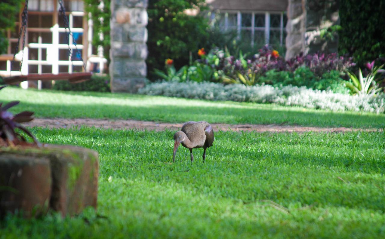 Amani Gardens Inn Nairobi Zewnętrze zdjęcie